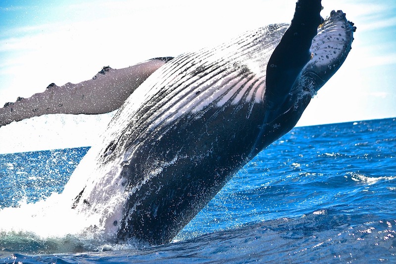 Les baleines stabilisent le marché selon une étude